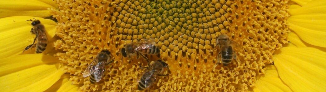 Les trésors d'abeilles